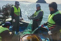 인천시, 수산물 ‘출하 전 검사’ 연 300건으로 확대… 방사능 등 169항목 정밀 분석