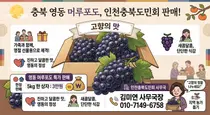 인천충북도민회, 추석 맞아 영동 머루포도 판매…5㎏ 한 상자 3만원