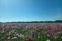 백령도 진촌 간척지, 코스모스 만개…관광 경관에 농업 시험포까지