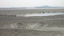 송도갯벌서 조류 79종 관찰…멸종위기 저어새·검은머리갈매기 확인