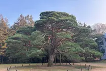 [조수진의 보이는 것 너머] 홍릉숲…능이 떠난 자리에 숲이 남았다