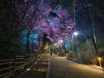 제물포구 송현근린공원 숲길에 야간 조명 설치…보행 안전·이용 편의 개선