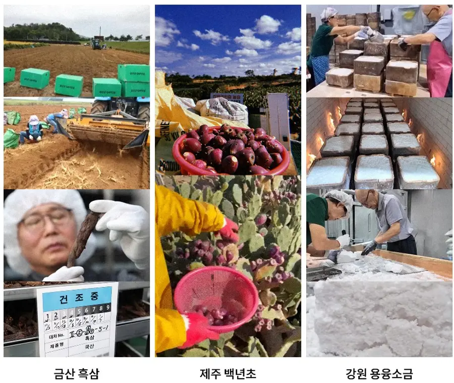 피어리의 핵심 원료인 금산 흑삼, 제주 백년초, 강원 용융소금