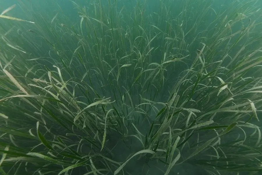 바다숲