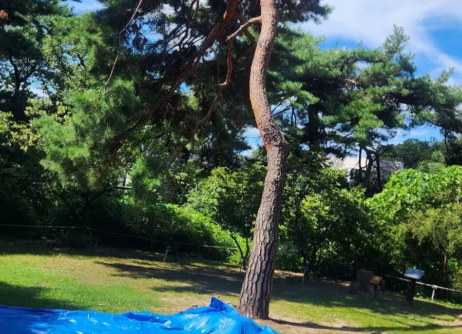 [조수진의 보이는 것 너머] 홍릉숲…능이 떠난 자리에 숲이 남았다